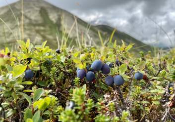 Arctic Valley Blueberries