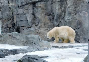 A polar bear at the Alaska Zoo