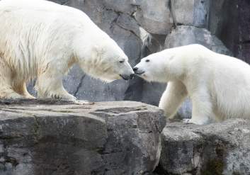 Polar Bears at the Alaska Zoo