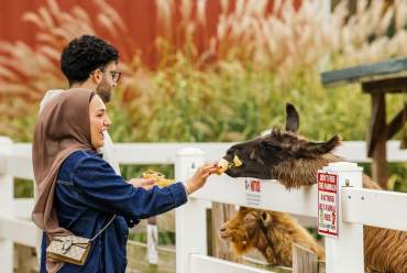 Wiard's Orchards and Country Fair