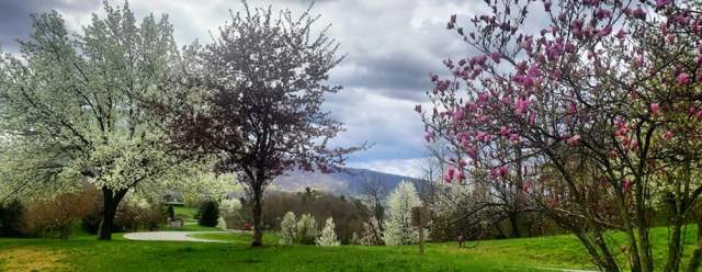 Wildflowers, Waterways, and Wonder: Springtime Must-dos in the Raystown Lake Region