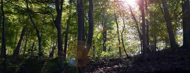 Trails in the Raystown Lake Region