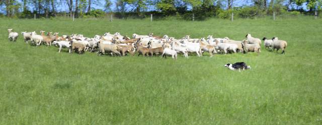 From Farm to Fun: Agritourism in the Raystown Lake Region