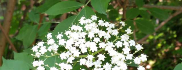 Plants in the Park at Whipple Dam State Park