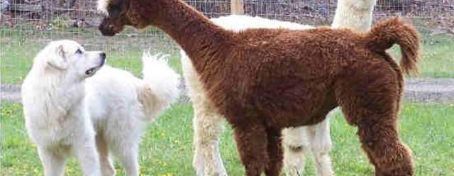 Open Farm Days at Terrace Mountain Alpacas