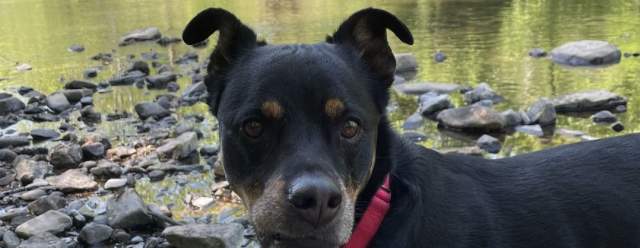 13th Annual Pet Show at Lake Raystown Resort
