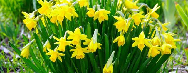 Plant & Bake Sale at Portstown Park