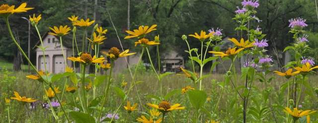 Plants in the Park at Trough Creek State Park