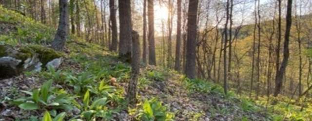 Plants in the Park at Greenwood Furnace State Park