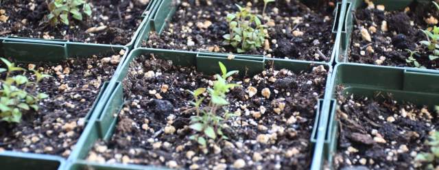 Annual Native Plant Sale at Shaver's Creek Environmental Center