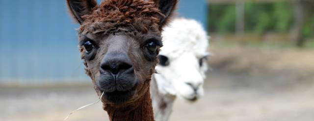Farm Tour Fridays: Up Close and Fleecy