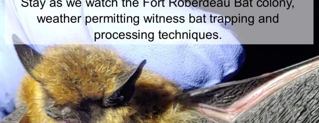 Going Batty at Fort Roberdeau