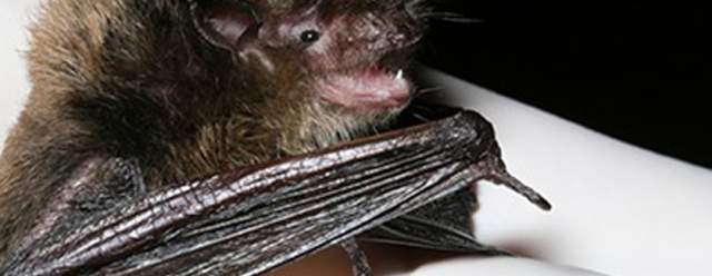 Workshop Wednesdays: Batty About Bats & Bats Are Good Guys at Lincoln Caverns