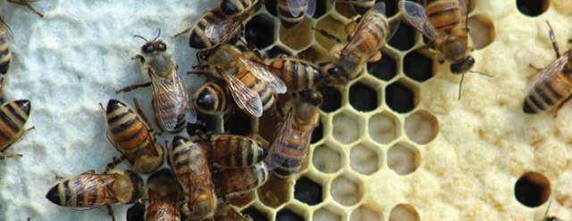 Hey Honey! Intro to Beekeeping at Star Lee Farm