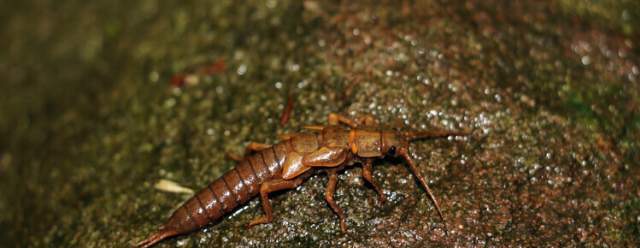 Science in the Stream: Macro Invertebrates at Trough Creek State Park