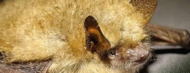 Batfest at Lincoln Caverns