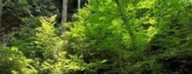 Fishing Basics at Trough Creek State Park