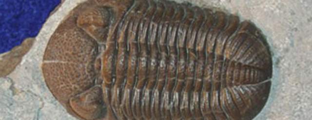 Fossil Frenzy at Trough Creek State Park