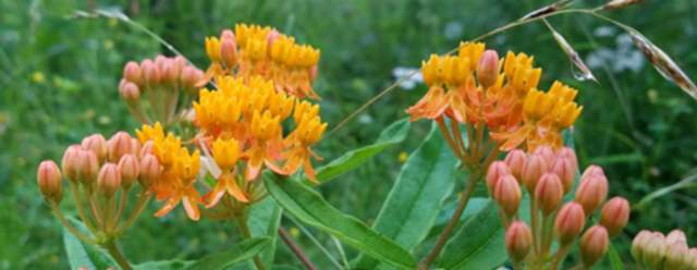 Plant Walk at Penn-Roosevelt State Park