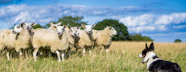 Farm Tour Fridays: 'Herd' About Sheep Dogs?