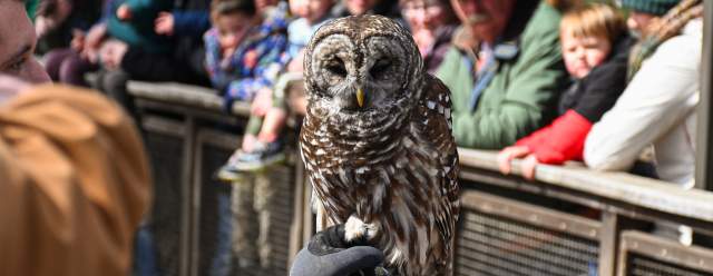 Training Demonstration with an Avian Ambassador at Shaver's Creek Environmental Center
