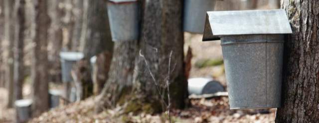 2026 Maple Harvest Festival at Shaver's Creek Environmental Center