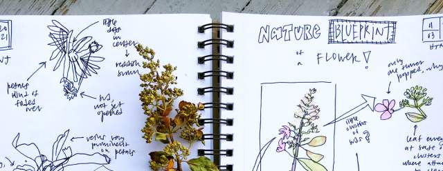 Community Nature Journaling at Sengle's Mountainhome Blueberries