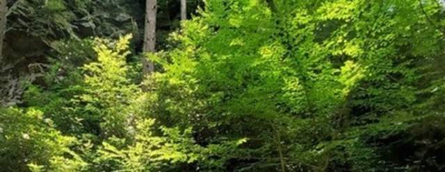 Science in the Park: Tree ID at Trough Creek State Park