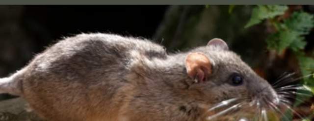 The World of a Woodrat at the PA Game Commission
