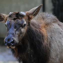 Moose calf at the Baton Rouge Zoo