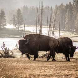 Buffalo in Yellowstone