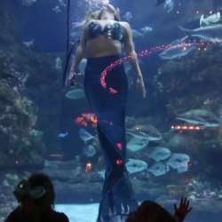 Weeki Wachee Mermaids