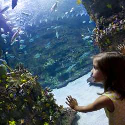Shark tank at the NC Aquarium at Fort Fisher