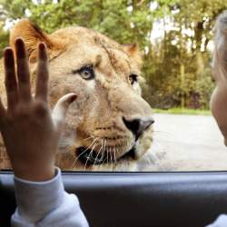 A girl in a car with a lion looking through the glass window.