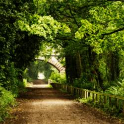 A cycle path in Wirral Country Park with green trees over the walkway and a brick bridge in the distance