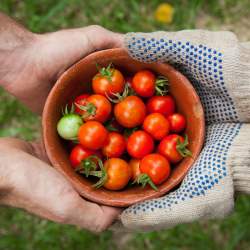 A bowl of tomatoes is handed from one pair of hands to another