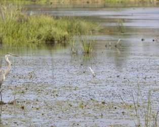 Sackville Waterfowl Park
