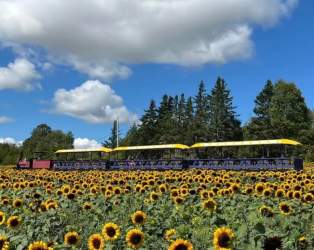 Trueman Blueberry Farms