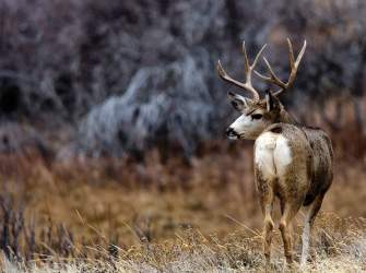 Mule-Deer-on-Casper-Mountain