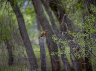 Wildlife Watching