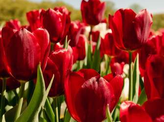 Your Ultimate Guide to Tulip Time