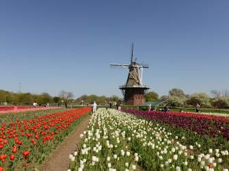 Spring Blooms and Dutch Charm: Experience Tulip Time in Holland, Michigan