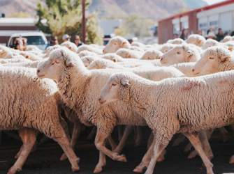 Cedar City Sheep Parade, Livestock & Heritage Festival - October