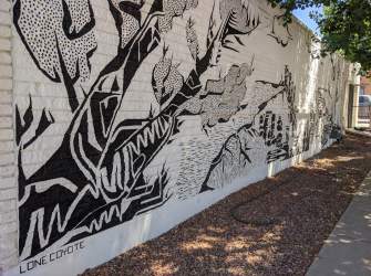 Lone Coyote Mural Cedar Sports
