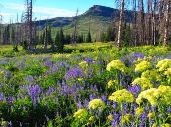 CB: Wildflower Festival