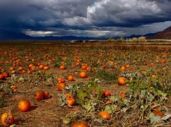 Judd Pumpkin Patch