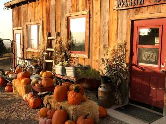 NH: Self-Guided Pumpkin Patch