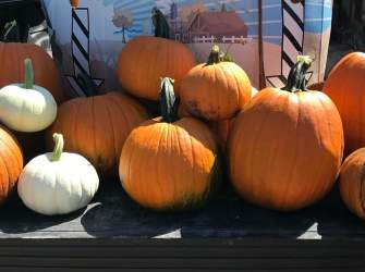 Robinson Family Pumpkin Patch