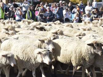 Cedar Livestock and Heritage Festival