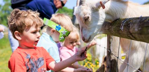Bocketts Farm - meeting the goats